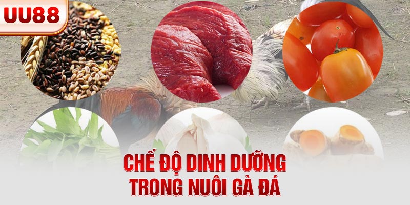 Chế độ dinh dưỡng trong nuôi gà đá Chế độ dinh dưỡng trong nuôi gà đá