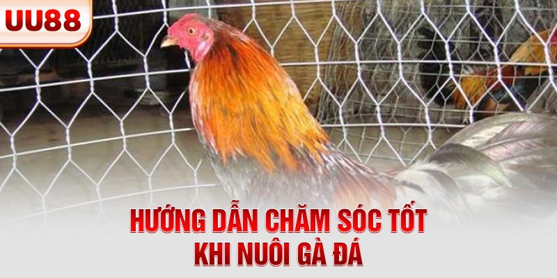 Hướng dẫn chăm sóc tốt khi nuôi gà đá Hướng dẫn chăm sóc tốt khi nuôi gà đá