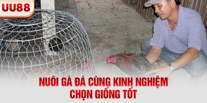 Nuôi gà đá cùng kinh nghiệm chọn giống tốt Nuôi gà đá cùng kinh nghiệm chọn giống tốt