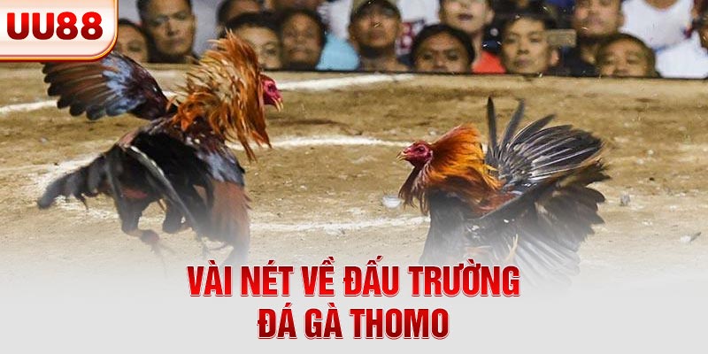 Vài nét về đấu trường đá gà Thomo Vài nét về đấu trường đá gà Thomo