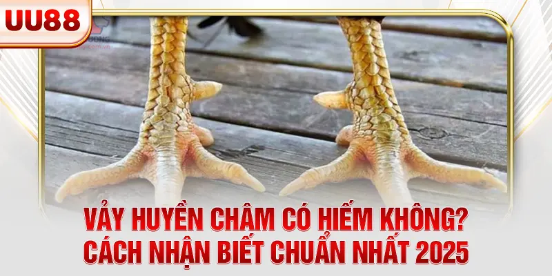 Vảy Huyền Châm Có Hiếm Không? Giải Mã Sức Mạnh Chiến Kê