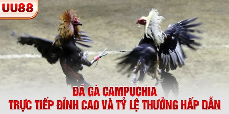 Đá gà Campuchia