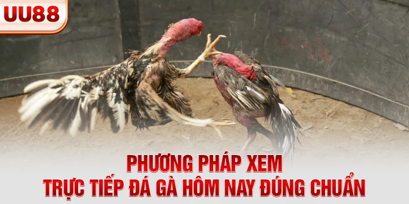 Phương pháp xem trực tiếp đá gà hôm nay đúng chuẩn