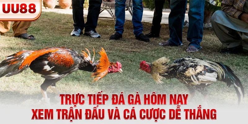 Trực tiếp đá gà hôm nay