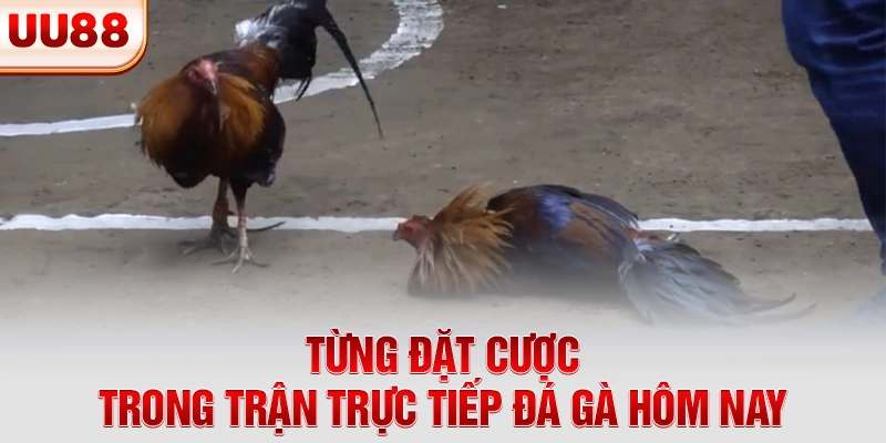Từng đặt cược trong trận trực tiếp đá gà hôm nay